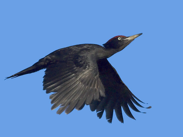 Palokärki, Black Woodpecker, Dryocopus martius